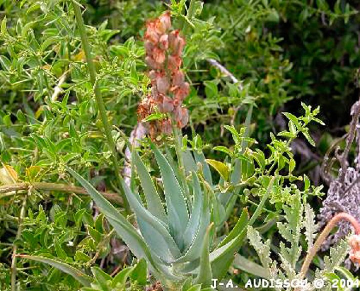 Aloe tenuior ©JA. Audissou